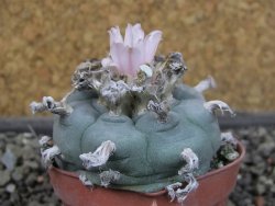 Lophophora williamsii pot 5,5 cm - 12407389