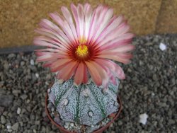 Astrophytum niveum X red flower oibo akabana, pot 5,5 cm - 12407395