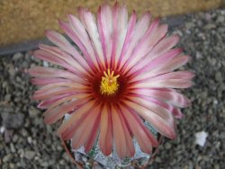 Astrophytum niveum X red flower oibo akabana, pot 5,5 cm - 12407396