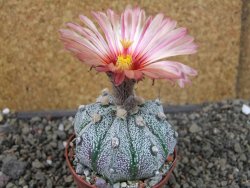 Astrophytum niveum X red flower oibo akabana, pot 5,5 cm - 12407397