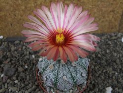 Astrophytum niveum X red flower oibo akabana, pot 5,5 cm - 12407398