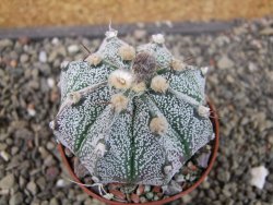 Astrophytum niveum X red flower oibo akabana, pot 5,5 cm - 12407399