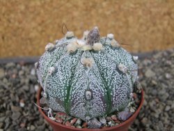 Astrophytum niveum X red flower oibo akabana, pot 5,5 cm - 12407400