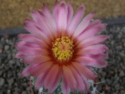 Astrophytum niveum X red flower oibo akabana, pot 5,5 cm - 12407402