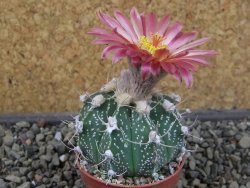 Astrophytum niveum X red flower oibo akabana, pot 5,5 cm - 12407403