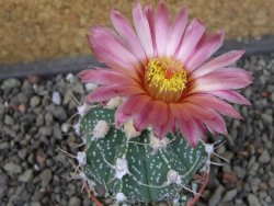 Astrophytum niveum X red flower oibo akabana, pot 5,5 cm - 12407404