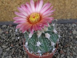 Astrophytum niveum X red flower oibo akabana, pot 5,5 cm - 12407405
