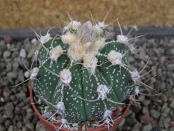 Astrophytum niveum X red flower oibo akabana, pot 5,5 cm - 12407406