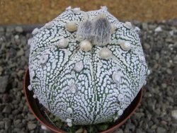 Astrophytum Z Jasenné XL pot 8 cm - 12407421
