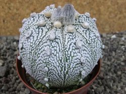 Astrophytum Z Jasenné XL pot 8 cm - 12407422