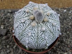 Astrophytum Z Jasenné XL pot 8 cm - 12407424