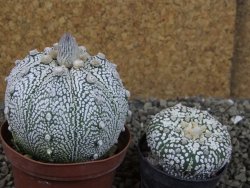 Astrophytum Z Jasenné XL pot 8 cm - 12407425