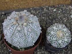 Astrophytum Z Jasenné XL pot 8 cm - 12407426