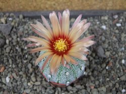 Astrophytum Hanazano Kabuto X red flower oibo akabana, pot 5,5 cm - 12407428