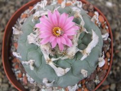 Lophophora fricii XL pot 9 cm - 12407435