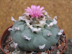 Lophophora fricii XL pot 9 cm - 12407436