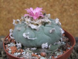 Lophophora fricii XL pot 9 cm - 12407437
