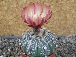 Astrophytum capricorne X red flower oibo akabana, pot 5,5 cm - 12407454