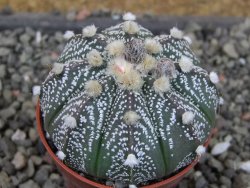 Astrophytum capricorne X red flower oibo akabana, pot 5,5 cm - 12407455