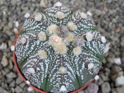 Astrophytum capricorne X red flower oibo akabana, pot 5,5 cm - 12407456