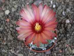 Astrophytum crassispinoides X red flower oibo akabana, pot 5,5 cm - 12407458