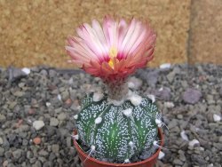 Astrophytum crassispinoides X red flower oibo akabana, pot 5,5 cm - 12407460