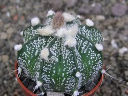 Astrophytum crassispinoides X red flower oibo akabana, pot 5,5 cm - 12407461