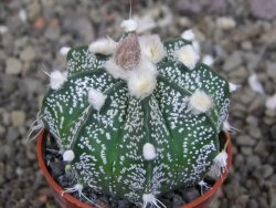 Astrophytum crassispinoides X red flower oibo akabana, pot 5,5 cm - 12407462