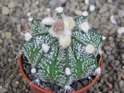 Astrophytum crassispinoides X red flower oibo akabana, pot 5,5 cm - 12407463