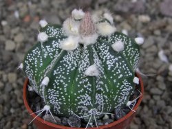 Astrophytum crassispinoides X red flower oibo akabana, pot 5,5 cm - 12407464