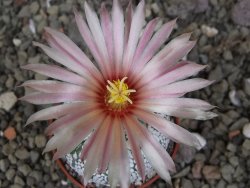 Astrophytum Super Kabuto X red flower oibo akabana, pot 5,5 cm - 12407466