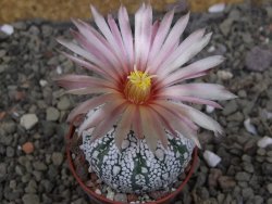 Astrophytum Super Kabuto X red flower oibo akabana, pot 5,5 cm - 12407468