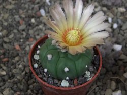 Astrophytum asterias nudum kiko, pot 5,5 cm - 12407478