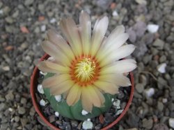 Astrophytum asterias nudum kiko, pot 5,5 cm - 12407480
