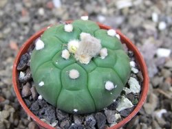 Astrophytum asterias nudum kiko, pot 5,5 cm - 12407482