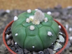 Astrophytum asterias nudum kiko, pot 5,5 cm - 12407483