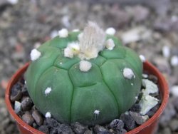 Astrophytum asterias nudum kiko, pot 5,5 cm - 12407484