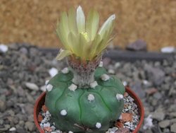 Astrophytum asterias nudum kiko, pot 5,5 cm - 12407489