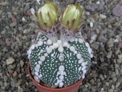 Astrophytum Hanazano Kabuto Star Shape, pot 5,5 cm - 12407507