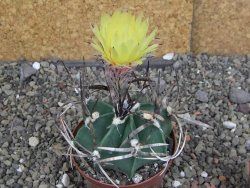 Astrophytum " Buffalo " pot 8 cm - 12407514