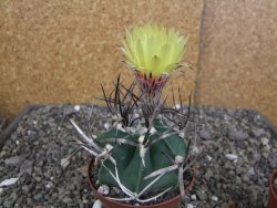 Astrophytum " Buffalo " pot 8 cm - 12407517
