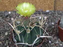 Astrophytum " Buffalo " pot 8 cm - 12407521