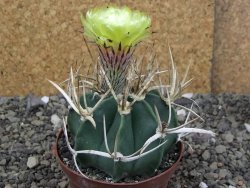 Astrophytum " Buffalo " pot 8 cm - 12407522