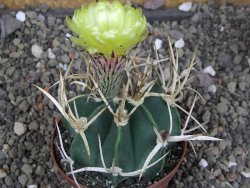 Astrophytum " Buffalo " pot 8 cm - 12407524