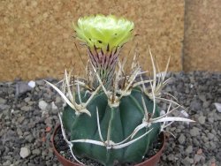 Astrophytum " Buffalo " pot 8 cm - 12407525