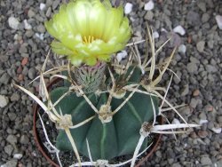 Astrophytum " Buffalo " pot 8 cm - 12407526