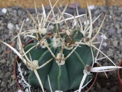 Astrophytum " Buffalo " pot 8 cm - 12407527