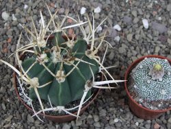 Astrophytum " Buffalo " pot 8 cm - 12407528