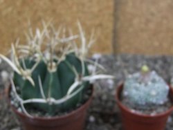 Astrophytum " Buffalo " pot 8 cm - 12407529