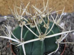 Astrophytum " Buffalo " pot 8 cm - 12407530